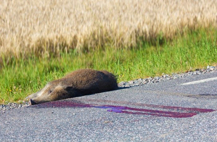 Ett vildsvin ligger vid vägkanten. Vägen är blodig efter en olycka.