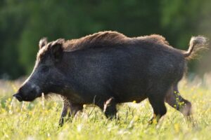 Ett vildsvin springer förbi i närbild. Springer över ett fält. Skog i bakgrunden.