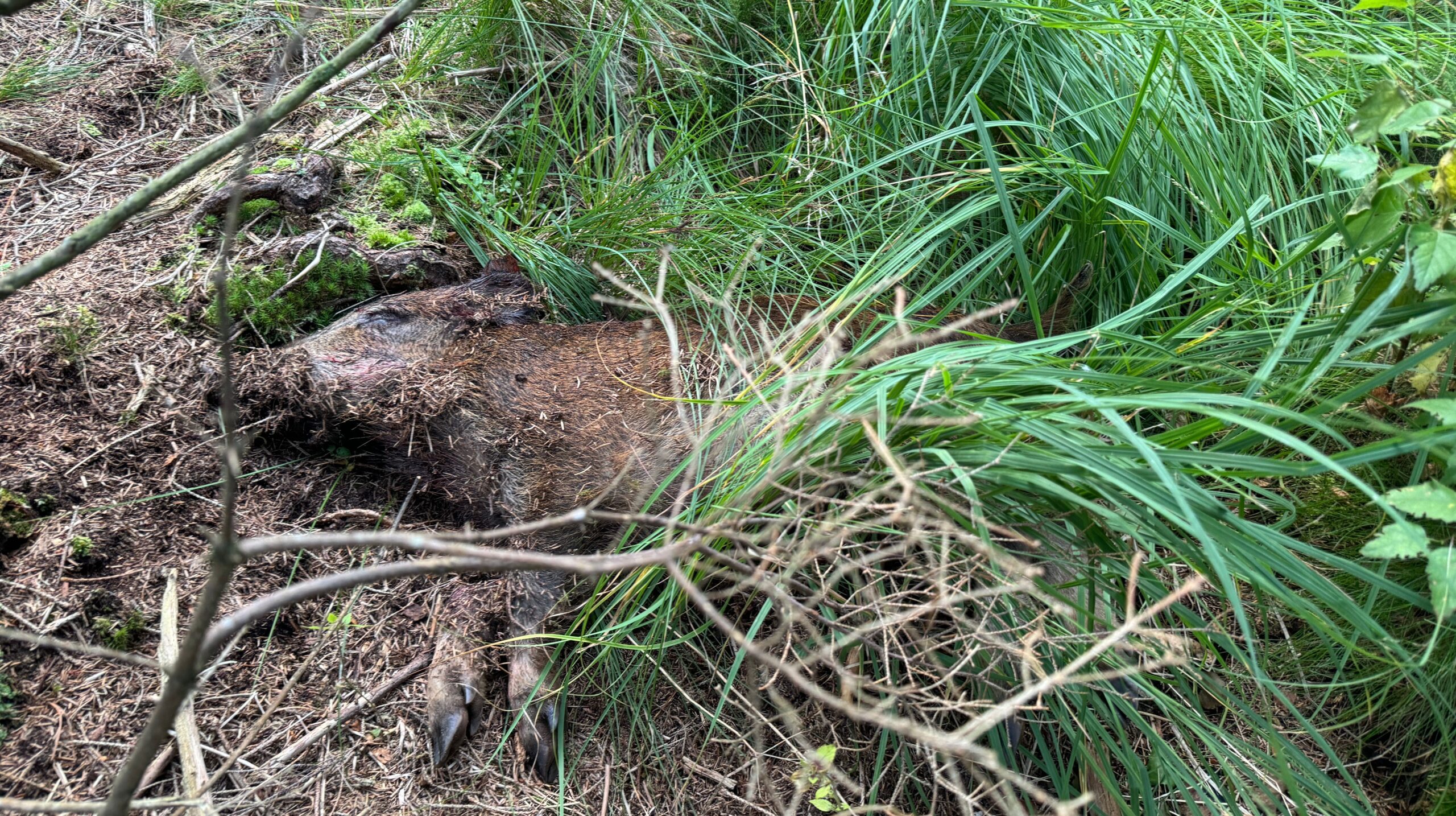 En död vildsvinskropp ligger på marken i en skog. Den är delvis täckt av jord, barr och gräs. Tät vegetation omger området, vilket inkluderar högt gräs och buskar.