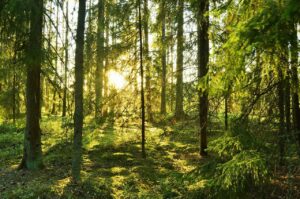 En granskog, flera fräd syns men de står ganska glest. marken är mossbeklädd och solen strålar in i skogen.