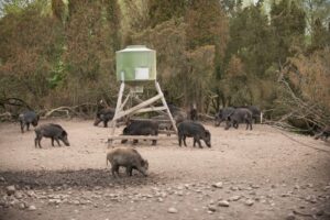 En åtelplats med skog runtomkring. Vid åtelplatsen är det grus på marken och flera vildsvin går omkring där och äter.