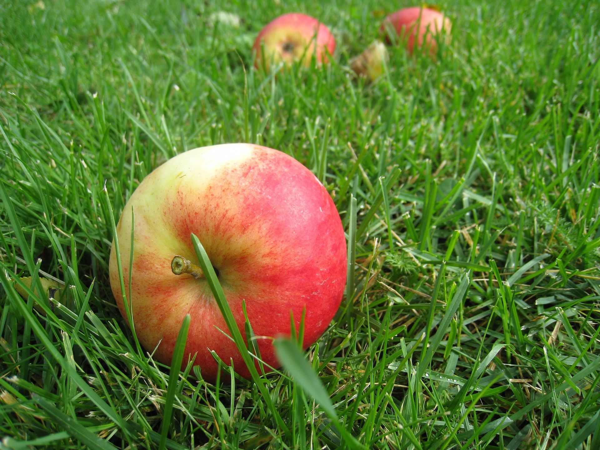 Ett rött äpple ligger i gräset som fallit från ett träd.